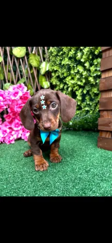 Dachshund Miniatura (chocolate)