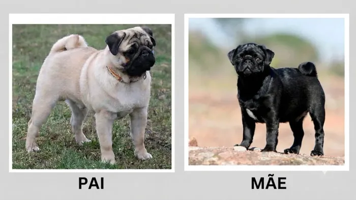 Filhote de PUG