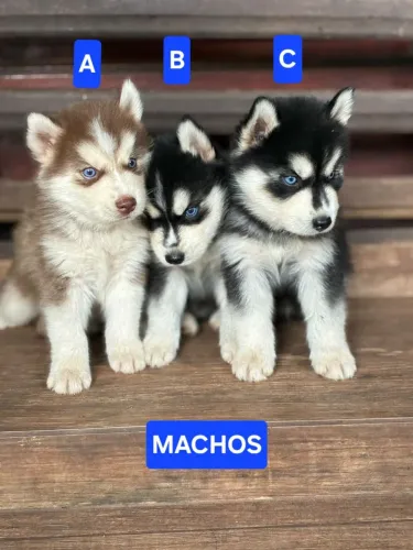 Filhotes de Husky