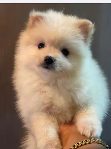 Spitz Alemão