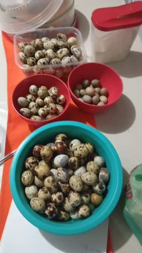 Ovos férteis de codornas 