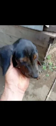 Cachorro Americano 
