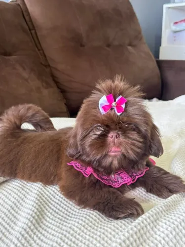 Lhasa Apso,Lhasa Apso Filhote Disponível Alta Qualidade