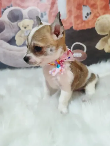 Princesinhas Chihuahuas disponíveis!
