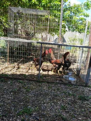 Vendo 4 frangotes indiano tailandês