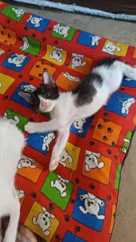 Gatinhos para Adoção Responsável 