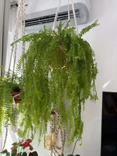 Planta Samambaia + Macramê