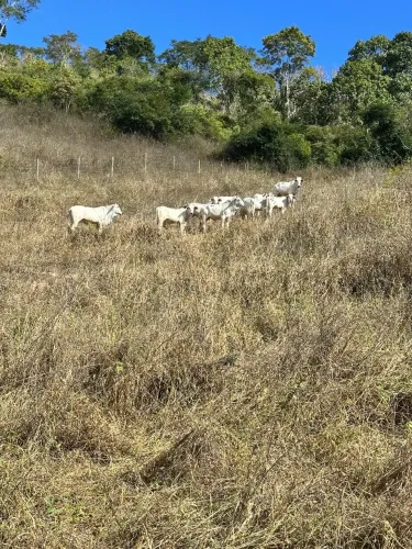 Bezerras Nelore