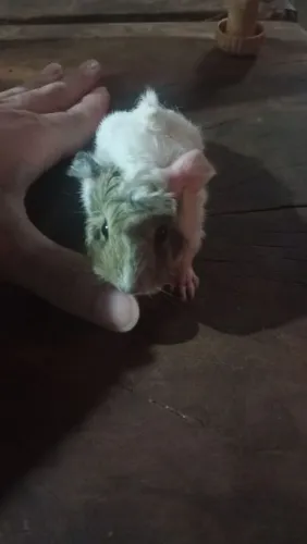 Porquinho da índia casal 