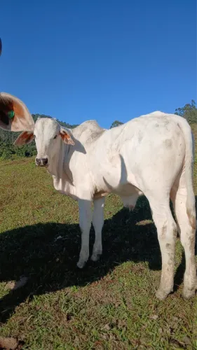 ? Terneiro Nelore à Venda - 5 Meses | Excelente Qualidade