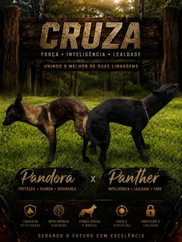 Casal Pastor Belga Malinois