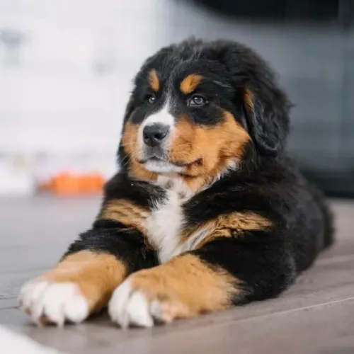 Filhotes de Bernese | Prontos pra te dar amor!