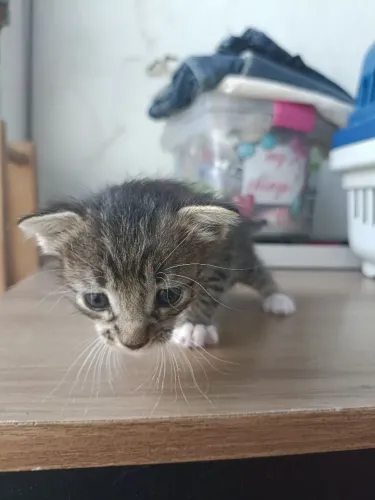 Gatos para adoção