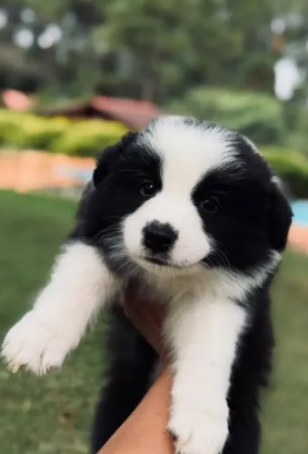 Border Collie