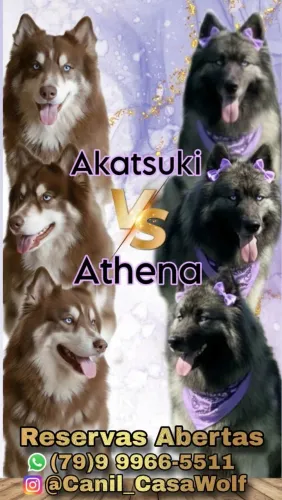 Husky siberiano super Wolly 