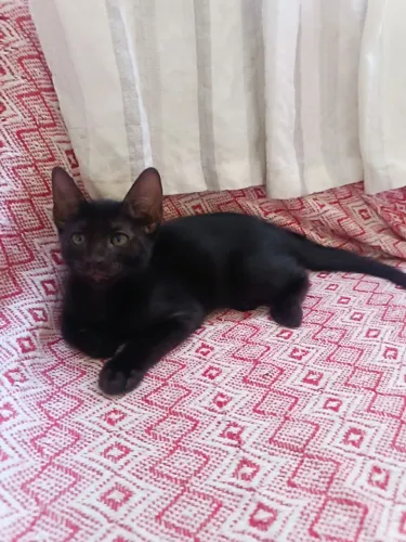 Doação de Gatinhos