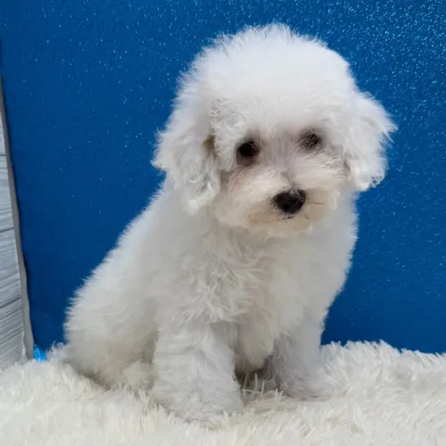 Poodle Toy Branquinho: O cachorro mais charmoso 