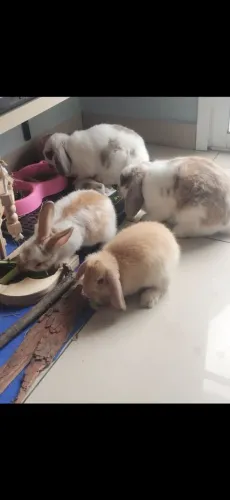 Coelha mini lop pura 1 ano