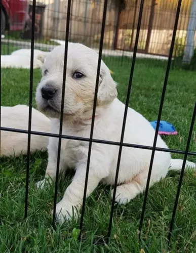 Filhotes de Golden Retriever | Seu melhor amigo está aqui!