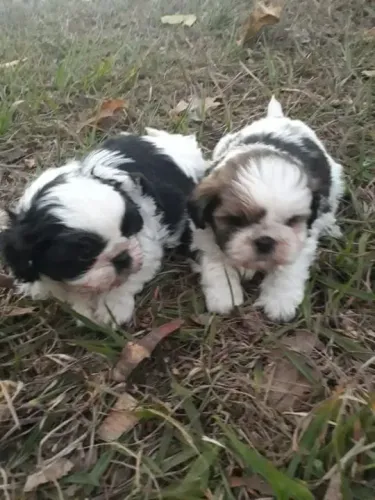 Shih Tzu Um pet que reúne tudo o que você procura em um companheiro