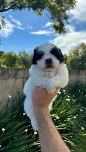 Shih Tzu fêmea de olhos azuis