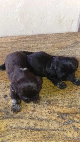 Vende Cachorro Shitzu 
