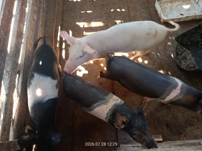 Venda de leitões e porca *