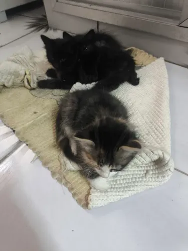 Doação de gatinhos