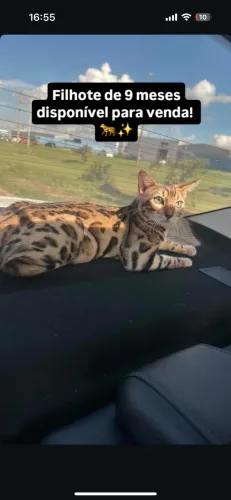 Gato