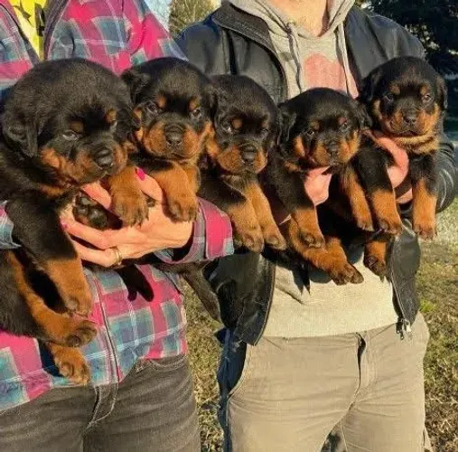 Filhote de Rottweiler prontos para um novo lar.