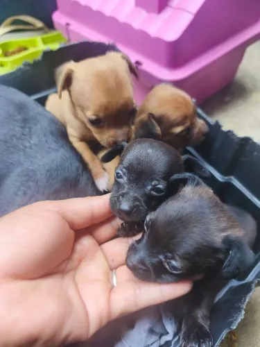 Vende-se filhotes pinscher número 1