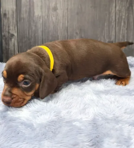 DACHSHUND FILHOTES 