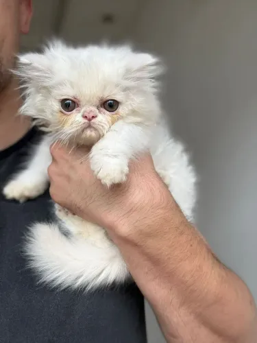 Gata Persa 