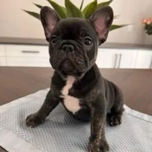 Bulldog Francês,Bulldog Francês Filhote Linda Linhagem Disponível