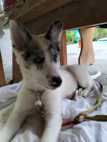 Cadela 