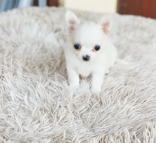 Chihuahua -Mais informações chama no WhatsApp!