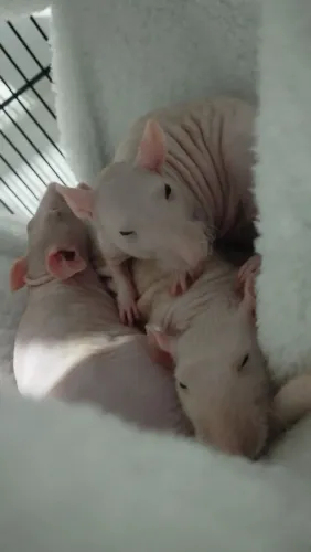 Twister hairless
