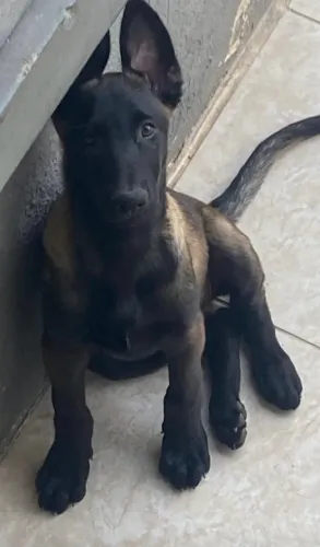 Pastor belga malinois