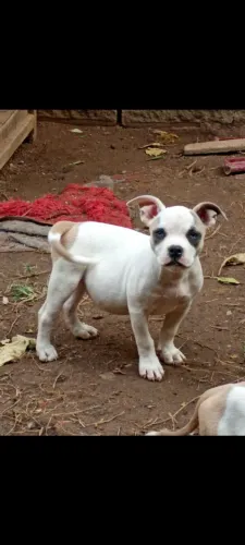Cachorro , Pitbull American Bully 