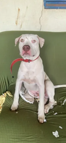 Vendo Pitbull 