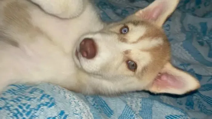 Vendo cachorro Rusk siberiano