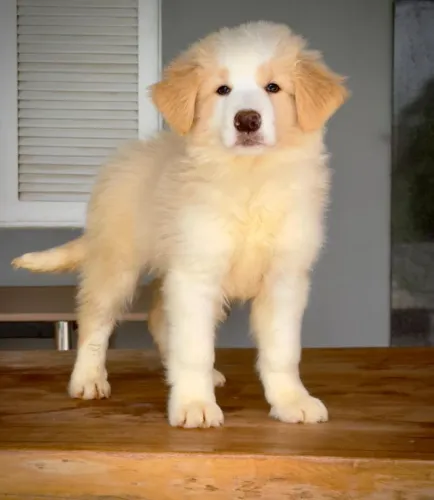 Border collie para São João do Meriti