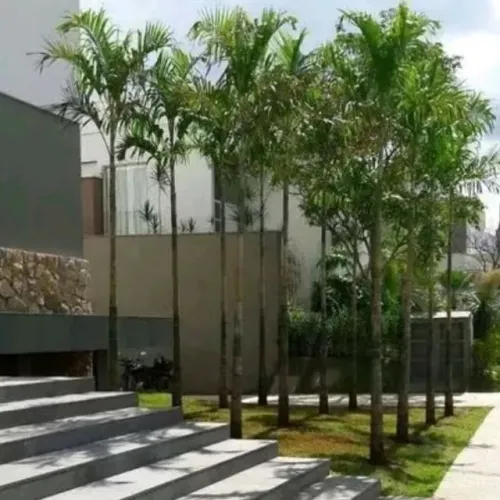 Muda Palmeira Carpentaria 2 metros cada (Carpentaria Acuminata)