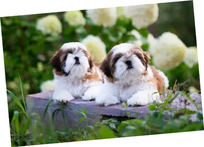 Shih-Tzu Fêmea: Uma Pequena Estrela para Brilhar em Seu Lar