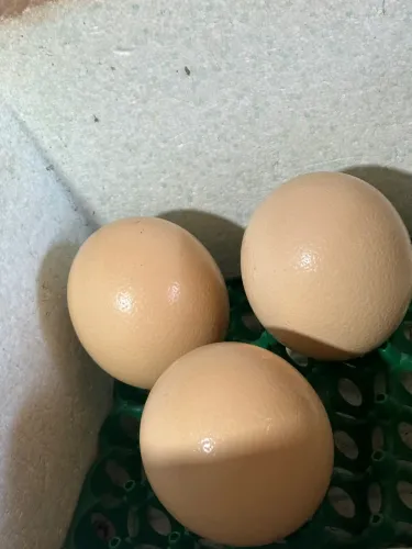 Ovos galados de avestruz 