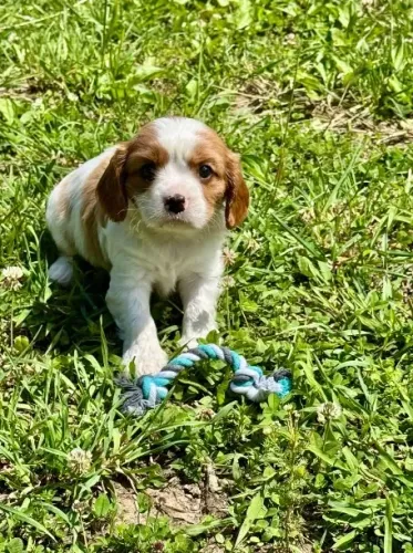Cavalier King Charles com Adestramento no Tapetinho Higiênico Incluso