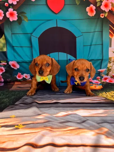 Basset dachshund caramelo escura Fêmea