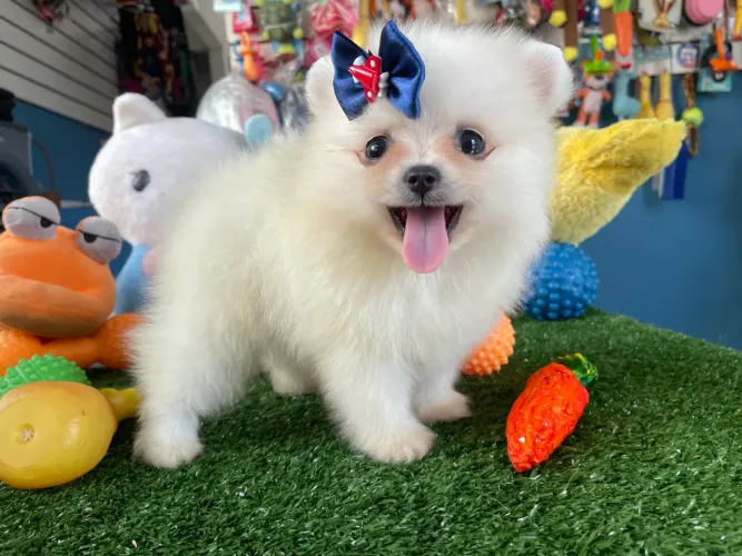 Machinho de spitz alemão anao $2.500,00