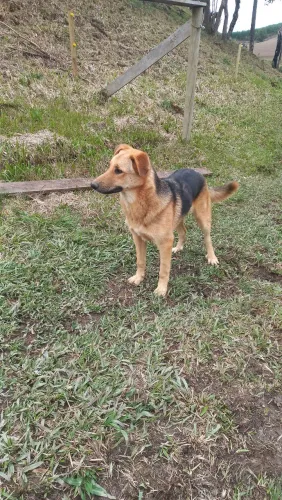 LINDO CACHORRO
