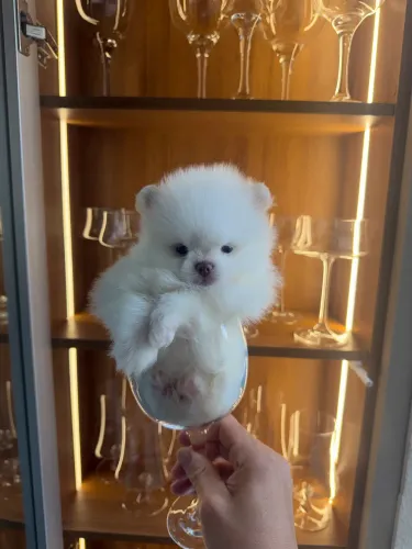 Spitz alemão - Lulu da Pomerania